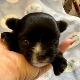 Maverick - Black male Morkie puppy in Walla Walla, Washington from Linda Sherman