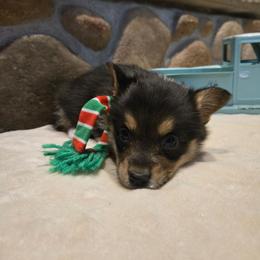 Girl 2 - Black and tan female Pembroke Welsh Corgi puppy in Necedah, Wisconsin from The 6Ks Paws and Hobbies