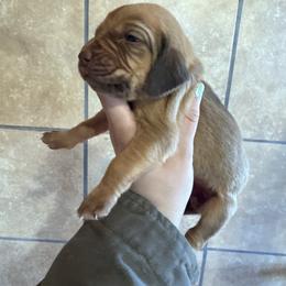 Teal girl - Red female Bloodhound puppy in Conway, Missouri from Ozark Mountain Kennel