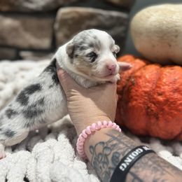 Marigold (Mari) - Blue merle and white female American Corgi puppy in Tishomingo, Mississippi from Magnolia Trace Corgis