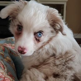 Miniature Australian Shepherds and Toy Australian Shepherds from Outback Aussies Central Texas