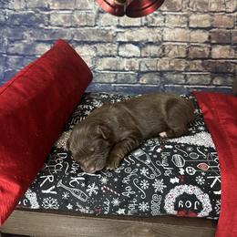 Mira - Red tri-color female Australian Shepherd puppy in West Union, Iowa from Boundless Hearts Australian Shepherds LLC