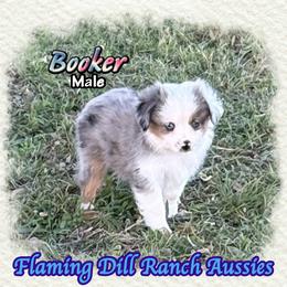 Booker - Blue merle male Toy Australian Shepherd puppy in Forestburg, Texas from Flaming Dill Ranch Aussies