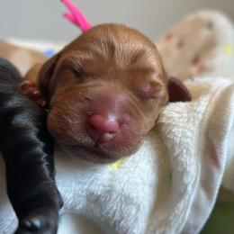 Ember - Yellow female Labrador Retriever puppy in Carthage, North Carolina from Wicked Pines Retrievers