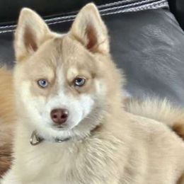 Magnum - Pomsky