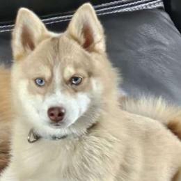 Magnum - Pomsky