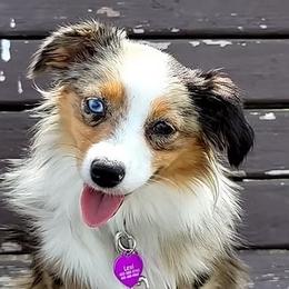 Lexi - Toy Australian Shepherd