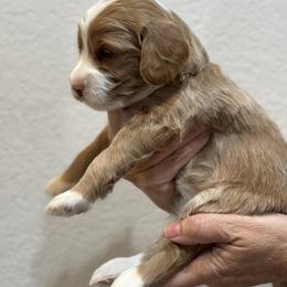Goldendoodle Puppies from Kerri's Goldendoodles