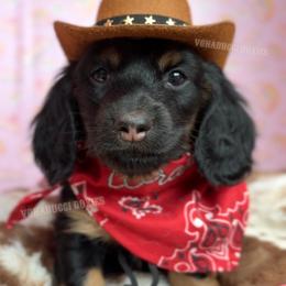 Willie Nelson - Black and tan male Dachshund puppy in Chandler, Arizona from Vonaducci Doxies, LLC.