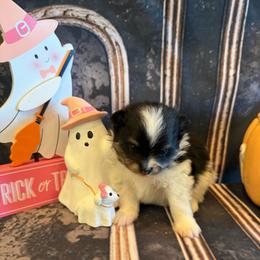 Berry - Black and tan parti male Pomeranian puppy in Success, Missouri from Sweet Success