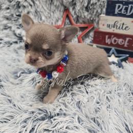 Raspberry - Chocolate blue female Chihuahua puppy in Bowdon, Georgia from Paschal's Pups