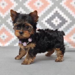 Dolly - Blue and gold female Yorkshire Terrier puppy in Monticello, Iowa from Ashley’s Puppies