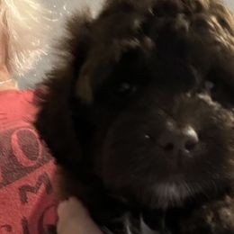 Cockapoos and Goldendoodles from Forest Creek Kennel