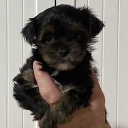Assorted Doodle Crosses, Double Doodle, Maltipoo, Morkie, and Yorkipoo Puppies from Danza Bolo