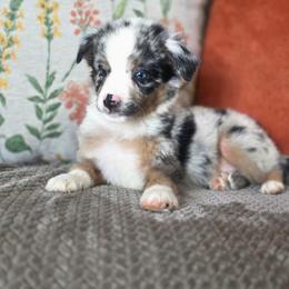 Crunch - Blue merle male Miniature Australian Shepherd puppy in Killen, Alabama from Wilkers Wholehearted Mini Aussies