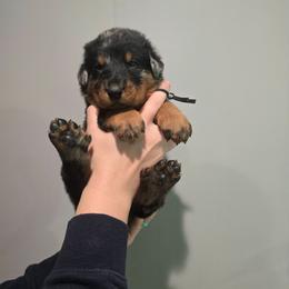 Black - Harlequin male Beauceron puppy in Batavia, New York from Oakland Beaucerons