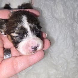 Scarlett - Red white and sable female Papillon puppy in Hollister, Missouri from Swan Creek Kennel