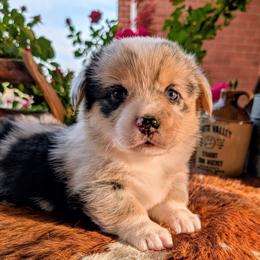 Marcy - Blue merle and white female American Corgi puppy in Shawnee, Oklahoma from Sunray Ranch