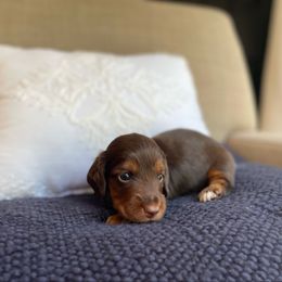TEAK - Chocolate and tan male Dachshund puppy in Granger, Indiana from Woodland Doxies