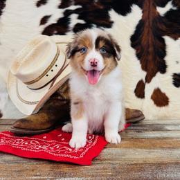 EMERY - Red merle female Australian Shepherd puppy in Durand, Wisconsin from Larson’s Legacy Aussome Aussie Kennels