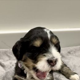 Aussiedoodle and Bernedoodle Puppies from LolliPop Farms
