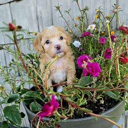 Lizzo - White and tan female Maltese puppy in Ludington, Michigan from OT Maltese & Co