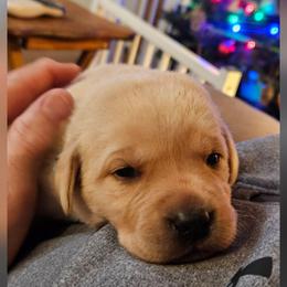 Brittany - Yellow female Labrador Retriever puppy in Davenport, Washington from LynnDee's Kennel