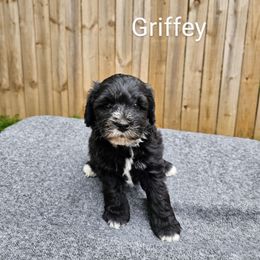 Boy 4 - Black Schnoodle puppy in Arkansas from Central AR Schnoodles