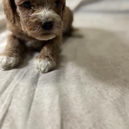 Cockapoo and Goldendoodle Puppies from Jax Doodles