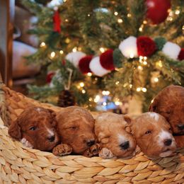 Goldendoodle Puppies from Redhead Doodle Co
