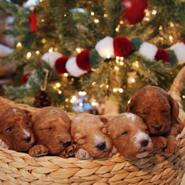 Goldendoodle Puppies from Redhead Doodle Co