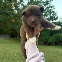 Girl 1 - Red and white female Siberian Husky puppy in Jonesborough, Tennessee from Dry Creek Siberians
