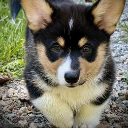 Phoenix-Stunning black head tri with his natural long tail - Black and tan male Pembroke Welsh Corgi puppy in Taylorsville, North Carolina from Mill Creek’s Pembroke Welsh Corgis and French Bulldogs