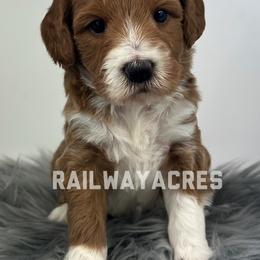 Dusty - Red  male Goldendoodle puppy in Milford, Indiana from Railway Acres Kennel