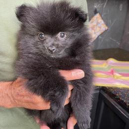 Onyx - Black female Pomeranian puppy in Avon Park, Florida from Mariska's Pomeranians