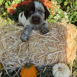 George - Liver white and roan male English Springer Spaniel puppy in Madison, Indiana from McCollough's Pawsome Spaniels and Danny's Delightful Dachshunds