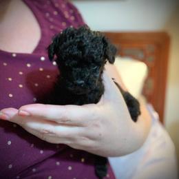 "Chadwick/Tekno Pop" Poodle Puppies from Clarion Poodles