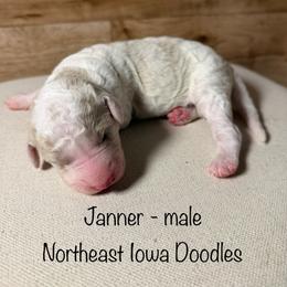 Janner - Parti male Goldendoodle puppy in Cedar Falls, Iowa from Northeast Iowa Doodles