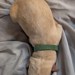 Green Female - Yellow female Labrador Retriever puppy in Briggsdale, Colorado from LC Hunting Labs, LLC.