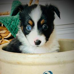 Oreo - Black tri female Miniature Australian Shepherd puppy in Liberty Hill, Texas from Stone & Sage ATX Toy & Mini Aussies