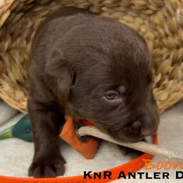 Boone - Chocolate male Labrador Retriever puppy in Grants Pass, Oregon from KnR Antler Dogs