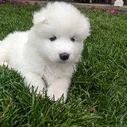 Samoyed Puppies from Carriage Court Kennels