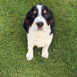 Pac-Man - Black white and tan male English Springer Spaniel puppy in Coeur D'alene, Idaho from Springer Hollow