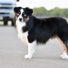 George - Toy Australian Shepherd