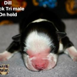 Dill - Black tri-color male Australian Shepherd puppy in El Dorado Springs, Missouri from HP Aussie Kennels