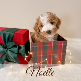 Noelle - Red  female Goldendoodle puppy in Melba, Idaho from KZ Doodles
