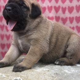 Ferocia, Neon Green Collar Girl - Cane Corso puppy in Jeffersonville, Kentucky from K9 Guardian Cane Corso