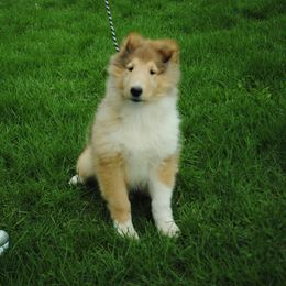 Collie Puppies from Candace Ardizzone's Collies