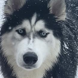 Willow - Siberian Husky