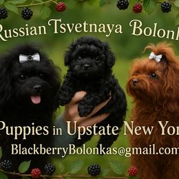 Russian Tsvetnaya Bolonka All Grown Up from BlackberryBRT